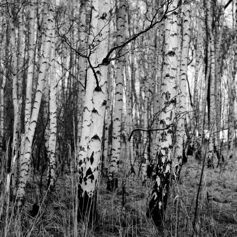 birch tar oil powerful antiseptic and antiviral